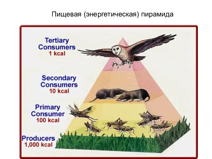 Пищевая (энергетическая) пирамида