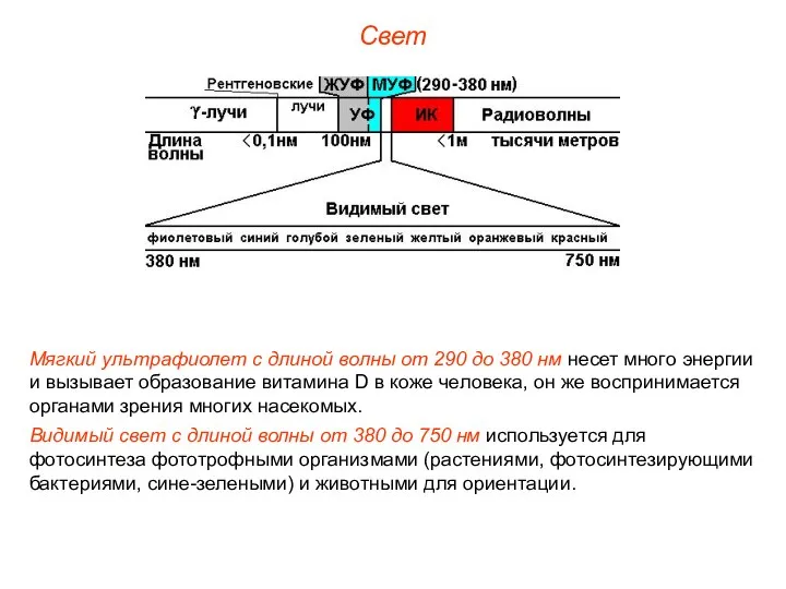 Свет Мягкий ультрафиолет с длиной волны от 290 до 380 нм