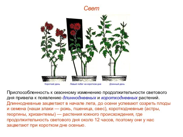 Свет Приспособленность к сезонному изменению продолжительности светового дня привела к появлению