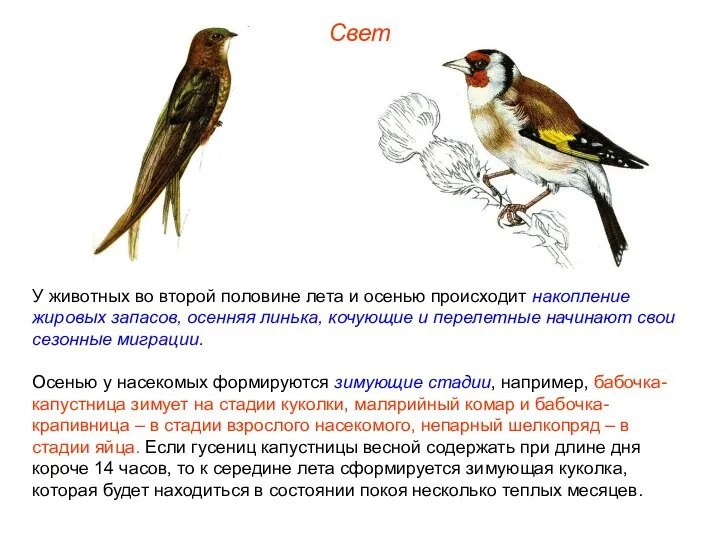 Свет У животных во второй половине лета и осенью происходит накопление