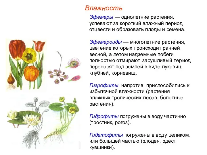 Влажность Эфемеры — однолетние растения, успевают за короткий влажный период отцвести