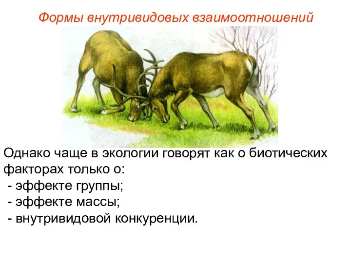 Формы внутривидовых взаимоотношений Однако чаще в экологии говорят как о биотических