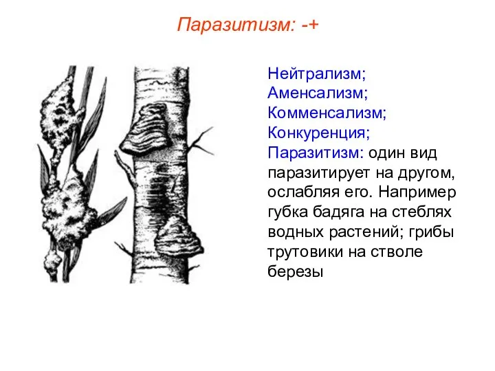 Нейтрализм; Аменсализм; Комменсализм; Конкуренция; Паразитизм: один вид паразитирует на другом, ослабляя