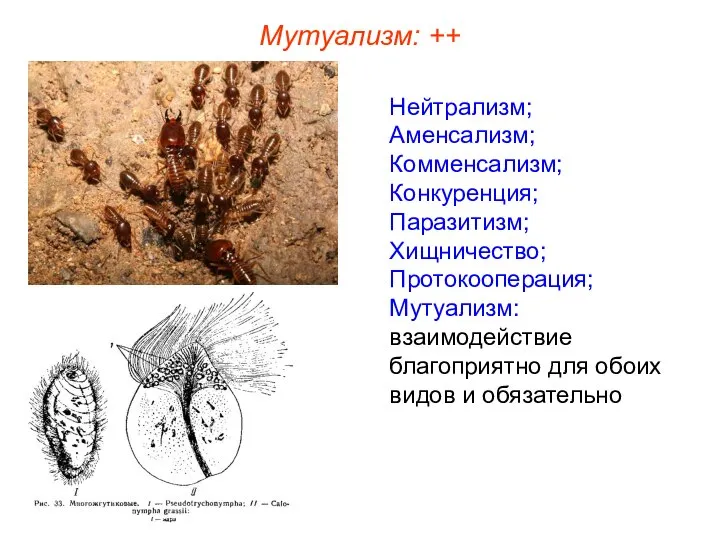 Нейтрализм; Аменсализм; Комменсализм; Конкуренция; Паразитизм; Хищничество; Протокооперация; Мутуализм: взаимодействие благоприятно для