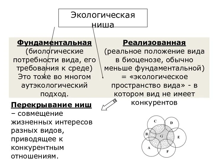 Фундаментальная (биологические потребности вида, его требования к среде) Это тоже во