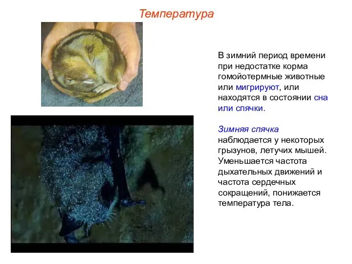 Температура В зимний период времени при недостатке корма гомойотермные животные или