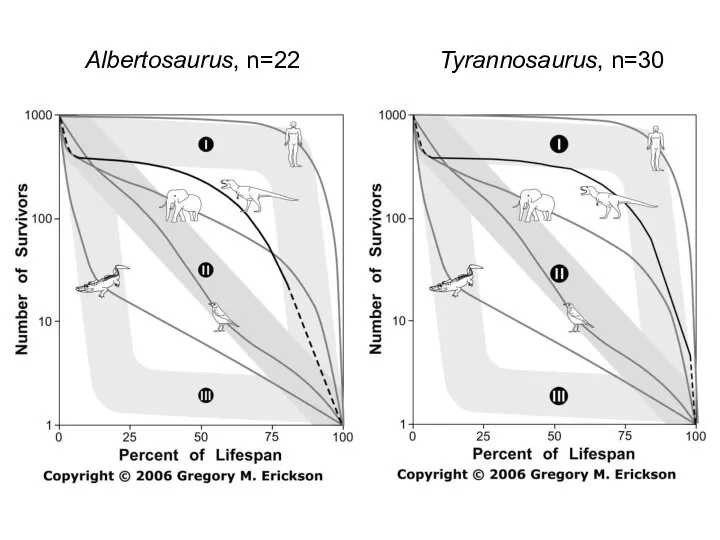 Albertosaurus, n=22 Tyrannosaurus, n=30