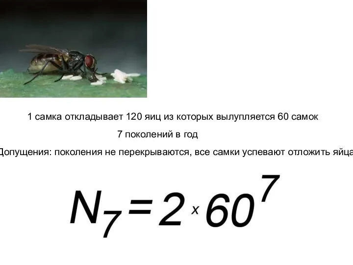 1 самка откладывает 120 яиц из которых вылупляется 60 самок 7