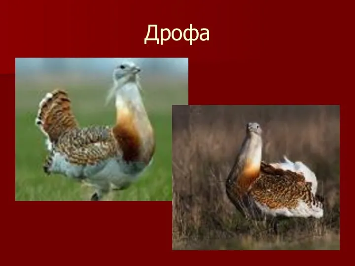 Дрофа