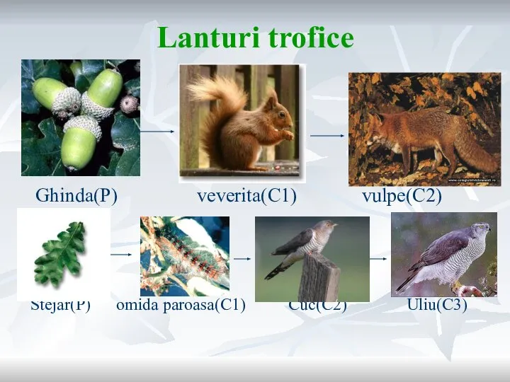 Lanturi trofice Ghinda(P) veverita(C1) vulpe(C2) Stejar(P) omida paroasa(C1) Cuc(C2) Uliu(C3)