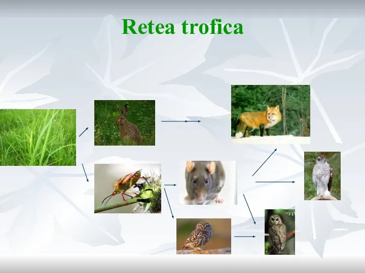 Retea trofica