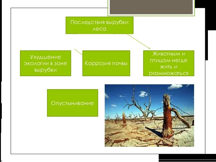 Последствия вырубки леса Ухудшение экологии в зоне вырубки Коррозия почвы Животным