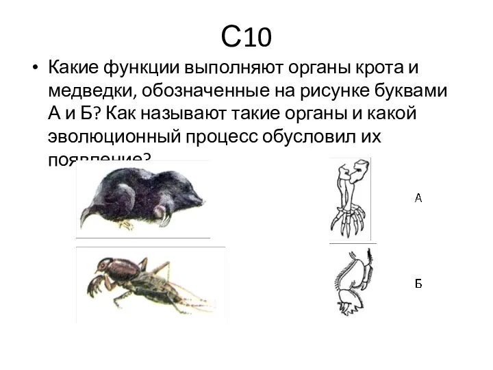 С10 Какие функции выполняют органы крота и медведки, обозначенные на рисунке