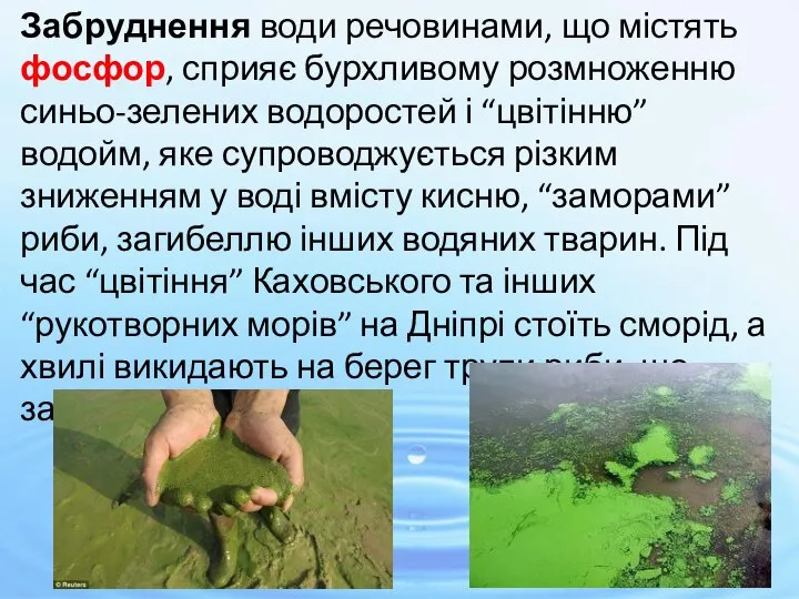 Забруднення води речовинами, що містять фосфор, сприяє бурхливому розмноженню синьо-зелених водоростей