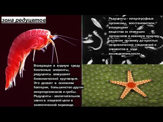 Редуценты - гетеротрофные организмы, восстановители, возвращают вещества из отмерших организмов в