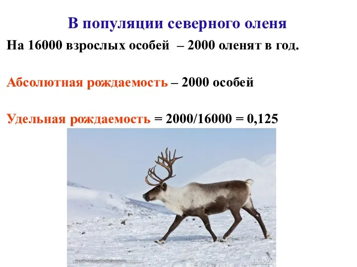 В популяции северного оленя На 16000 взрослых особей – 2000 оленят