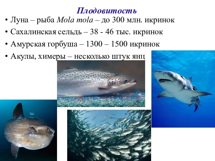 Плодовитость Луна – рыба Mola mola – до 300 млн. икринок