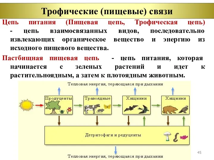 Цепь питания (Пищевая цепь, Трофическая цепь) - цепь взаимосвязанных видов, последовательно