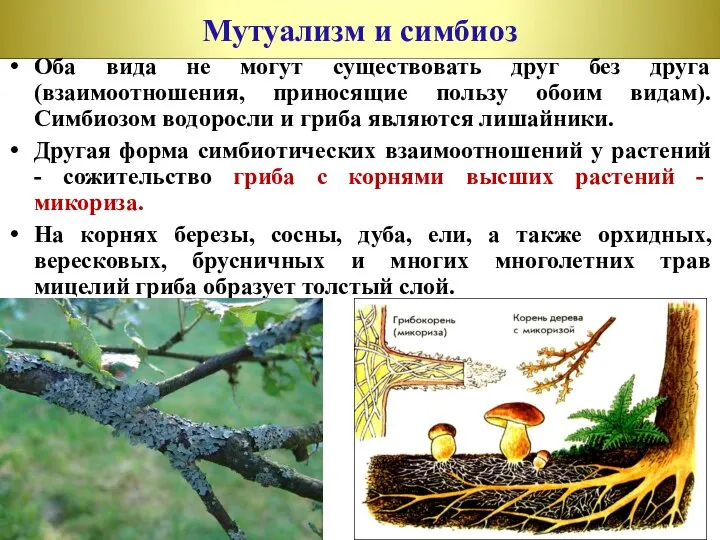 Оба вида не могут существовать друг без друга (взаимоотношения, приносящие пользу