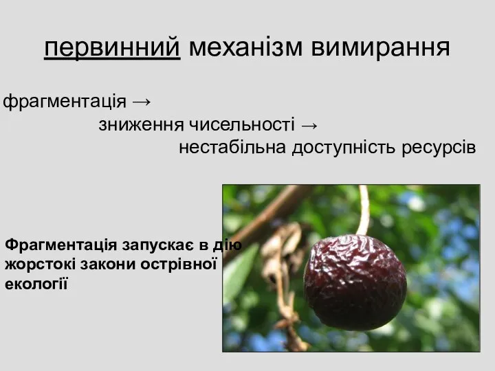 первинний механізм вимирання фрагментація → зниження чисельності → нестабільна доступність ресурсів