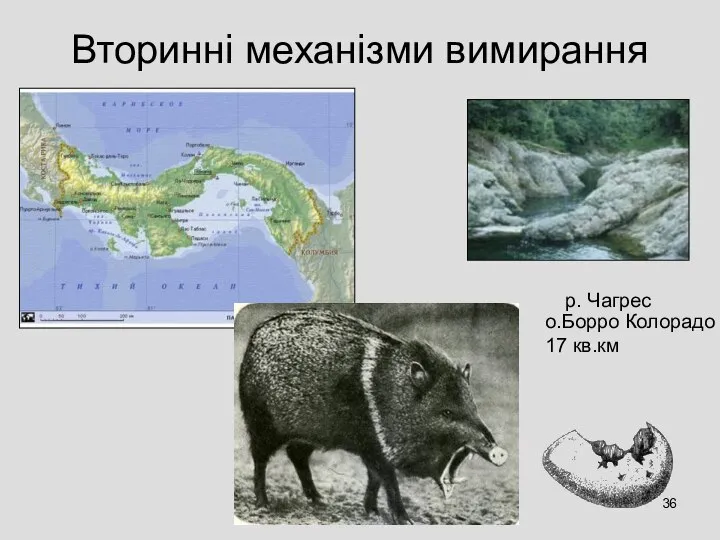 Вторинні механізми вимирання о.Борро Колорадо 17 кв.км р. Чагрес