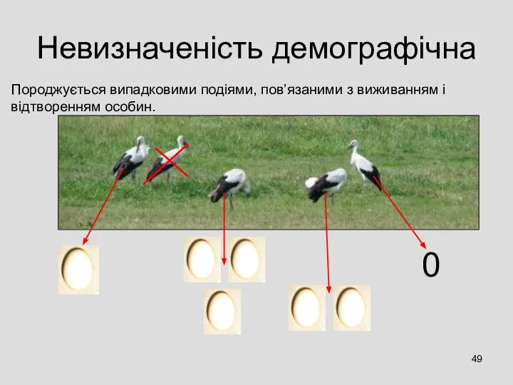 Невизначеність демографічна Породжується випадковими подіями, пов’язаними з виживанням і відтворенням особин. 0