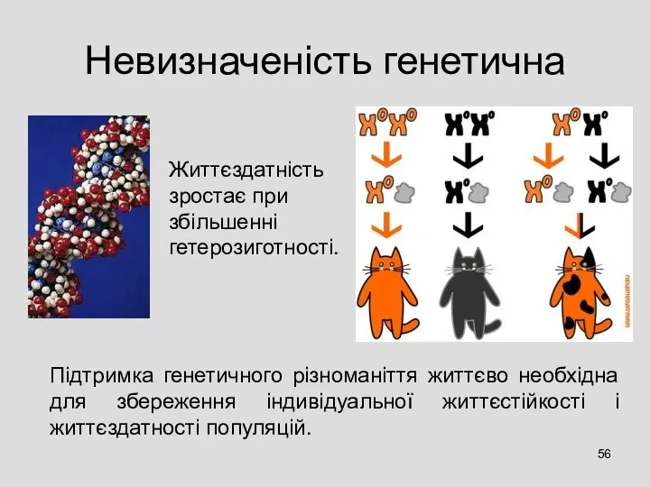 Невизначеність генетична Життєздатність зростає при збільшенні гетерозиготності. Підтримка генетичного різноманіття життєво