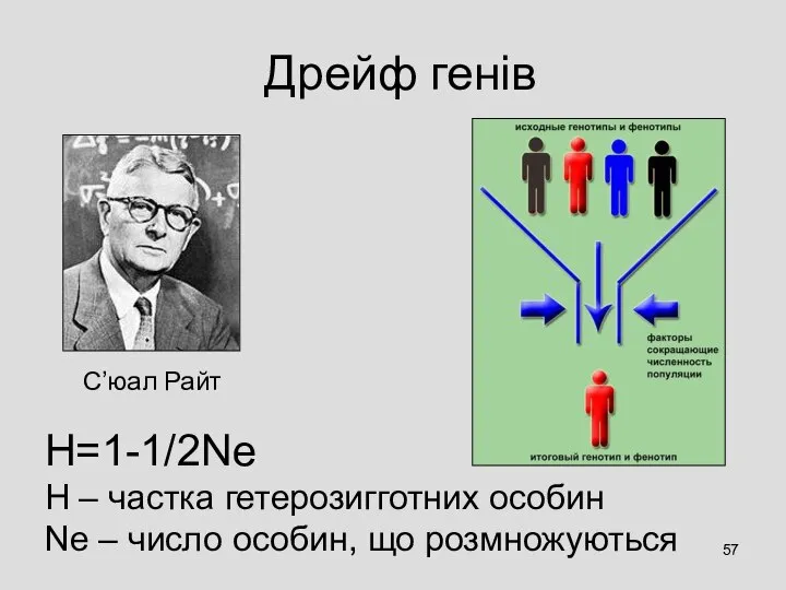 Дрейф генів H=1-1/2Ne Н – частка гетерозигготних особин Ne – число особин, що розмножуються С’юал Райт