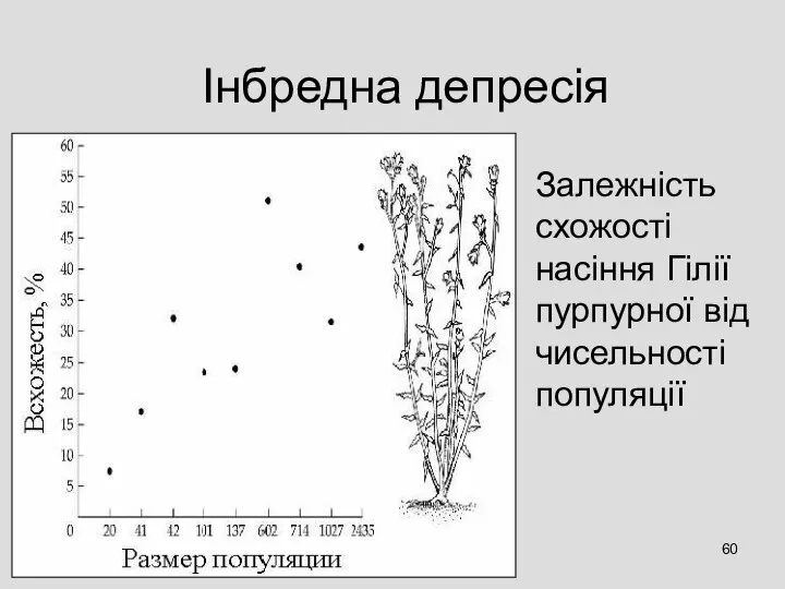 Інбредна депресія Залежність схожості насіння Гілії пурпурної від чисельності популяції