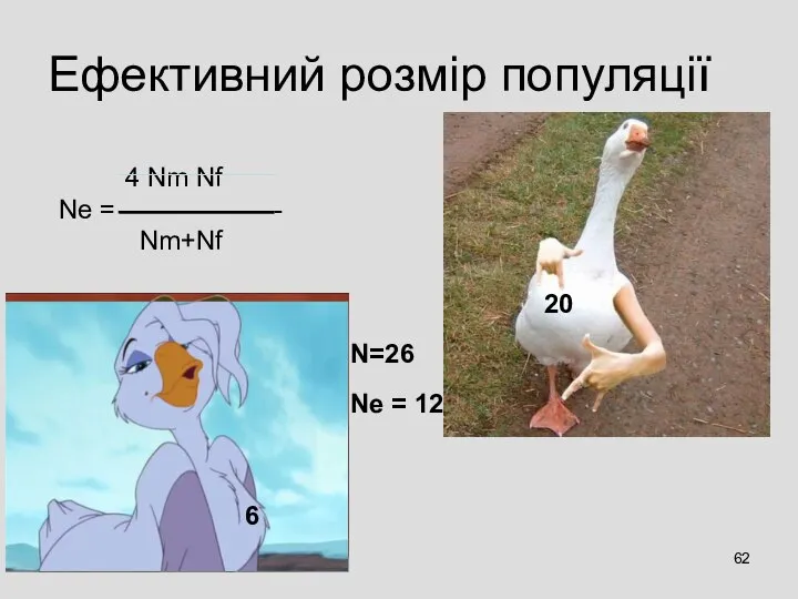 Ефективний розмір популяції 4 Nm Nf Ne = ------------------ Nm+Nf 6 20 Ne = 12 N=26