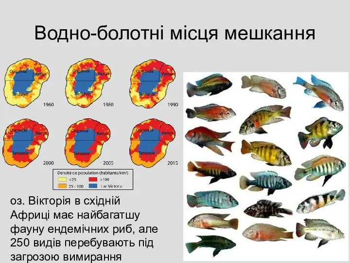 Водно-болотні місця мешкання оз. Вікторія в східній Африці має найбагатшу фауну