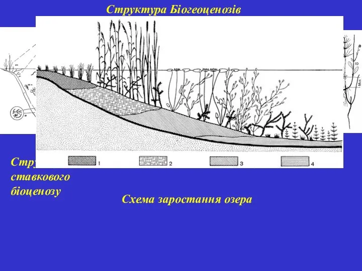 Структура Біогеоценозів Структура ставкового біоценозу