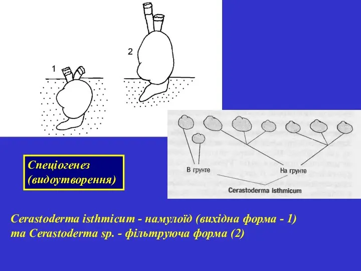 Cerastoderma isthmicum - намулоїд (вихідна форма - 1) та Cerastoderma sp.