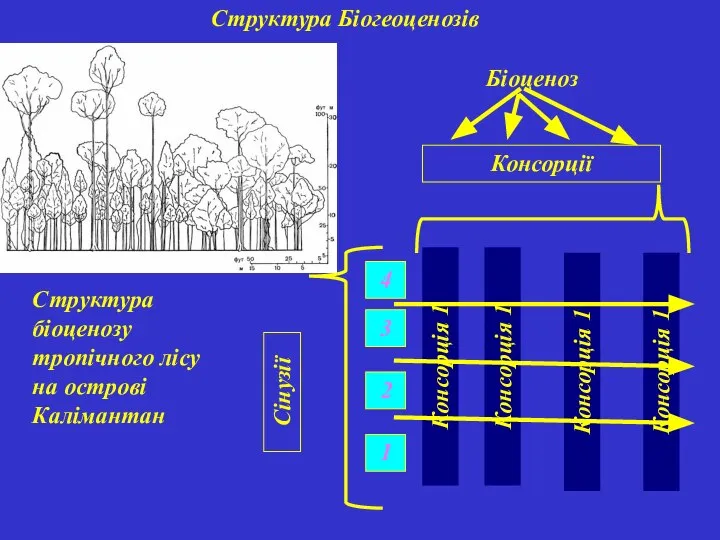 Структура Біогеоценозів Структура біоценозу тропічного лісу на острові Калімантан
