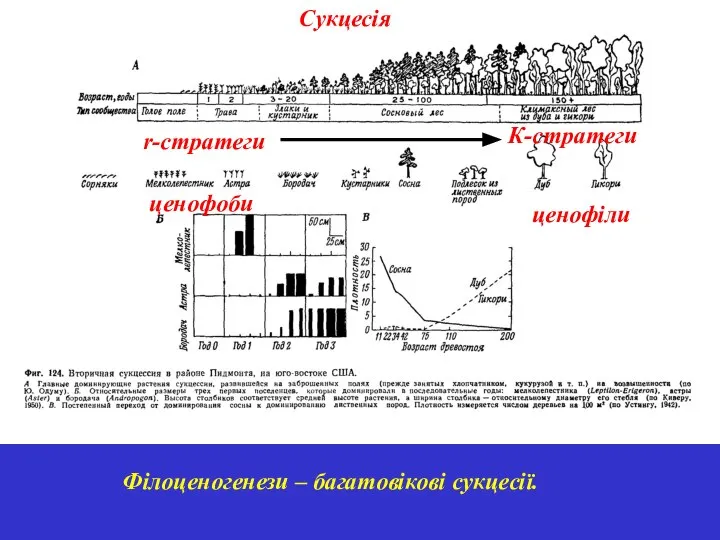 Сукцесія r-стратеги К-стратеги Філоценогенези – багатовікові сукцесії. ценофоби ценофіли