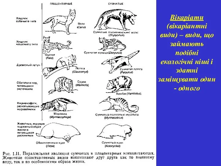 Вікаріати (вікаріантні види) – види, що займають подібні екологічні ніші і здатні заміщувати один - одного