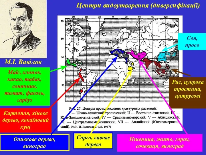 Центри видоутворення (диверсифікації) М.І. Вавілов Рис, цукрова тростина, цитрусові Соя, просо