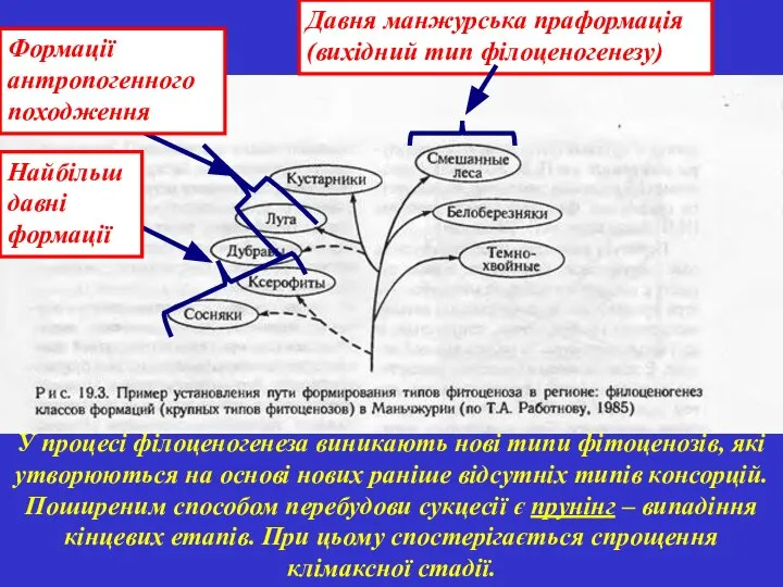 У процесі філоценогенеза виникають нові типи фітоценозів, які утворюються на основі