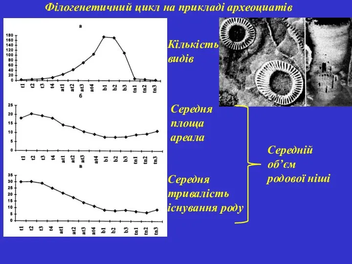 Філогенетичний цикл на прикладі археоциатів Кількість видів Середня площа ареала Середня