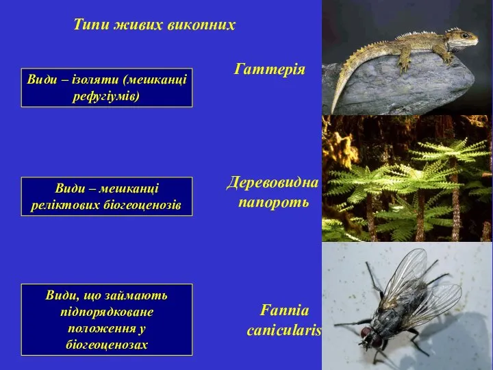 Види – ізоляти (мешканці рефугіумів) Типи живих викопних Гаттерія Деревовидна папороть