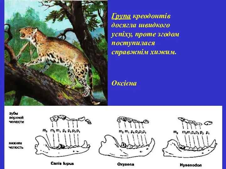 Група креодонтів досягла швидкого успіху, проте згодом поступилася справжнім хижим. Оксієна