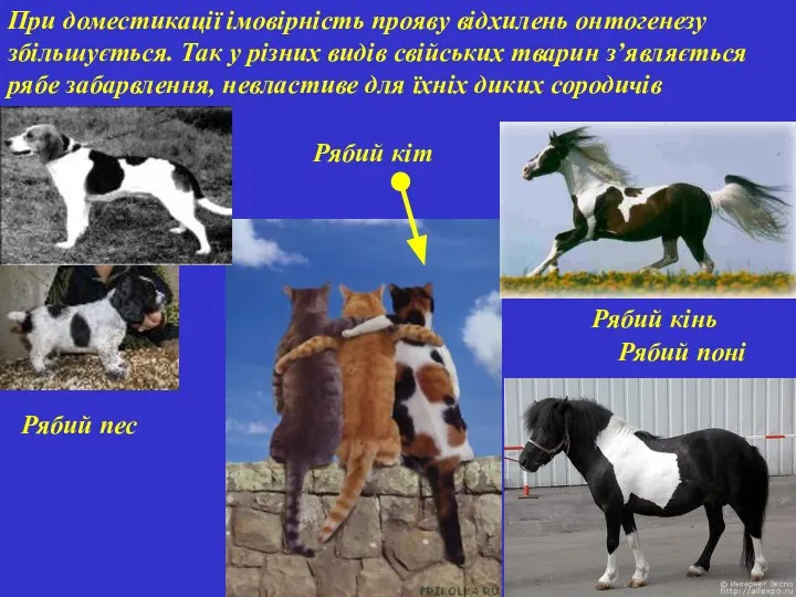 При доместикації імовірність прояву відхилень онтогенезу збільшується. Так у різних видів