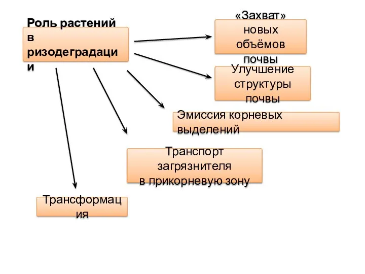 Роль растений в ризодеградации Улучшение структуры почвы Эмиссия корневых выделений Транспорт