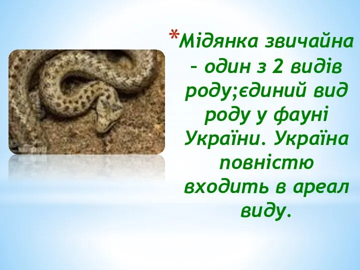 Мідянка звичайна – один з 2 видів роду;єдиний вид роду у