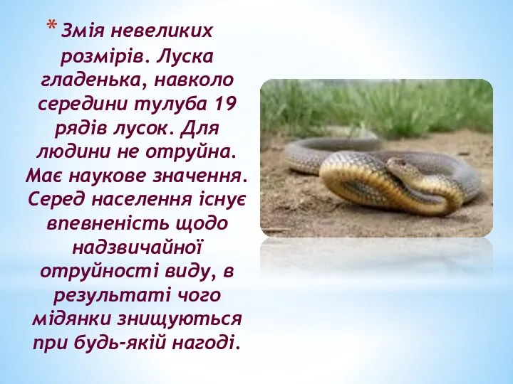 Змія невеликих розмірів. Луска гладенька, навколо середини тулуба 19 рядів лусок.