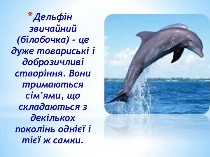 Дельфін звичайний (білобочка) - це дуже товариські і доброзичливі створіння. Вони