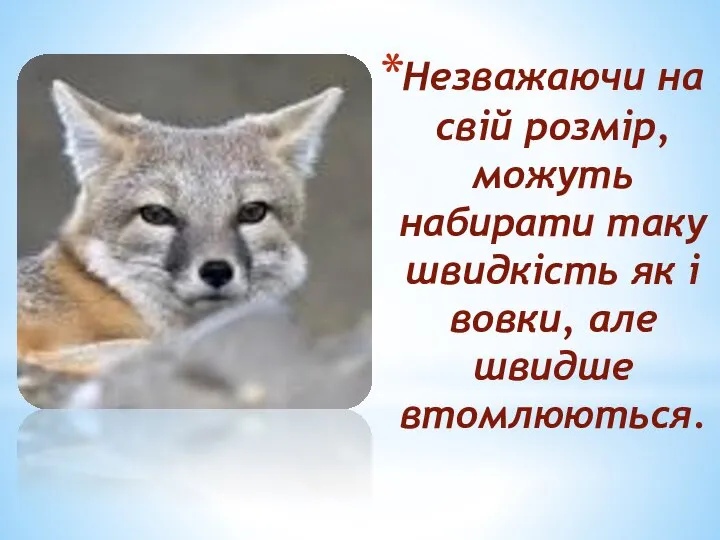 Незважаючи на свій розмір, можуть набирати таку швидкість як і вовки, але швидше втомлюються.