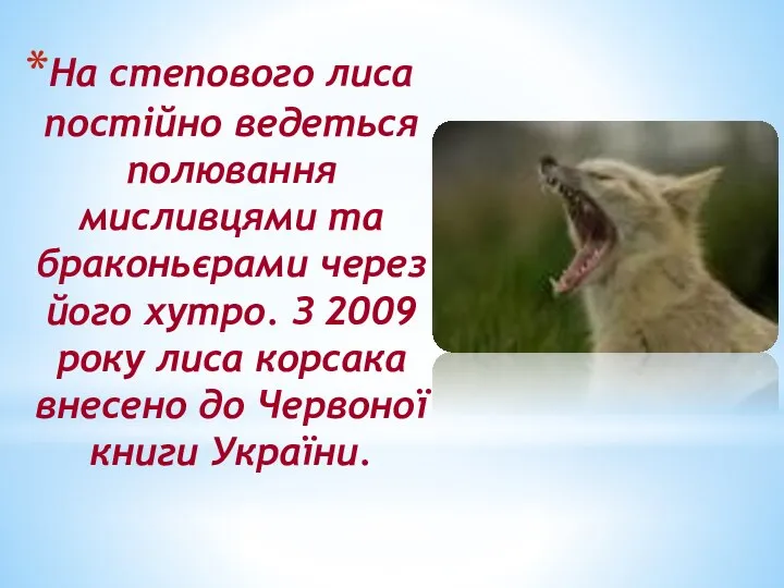 На степового лиса постійно ведеться полювання мисливцями та браконьєрами через його