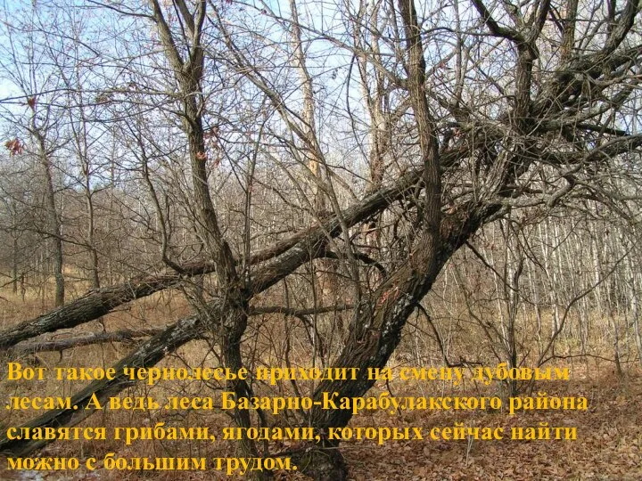 Вот такое чернолесье приходит на смену дубовым лесам. А ведь леса