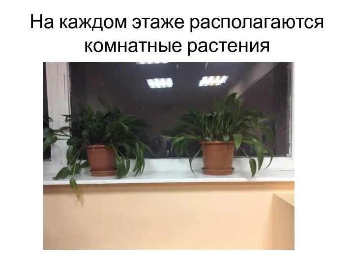 На каждом этаже располагаются комнатные растения